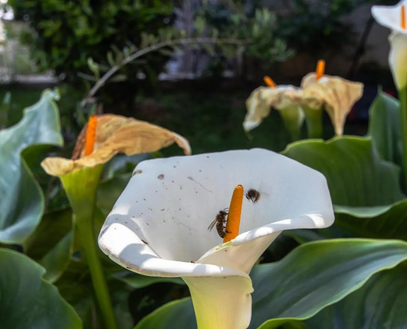 Apartmán Marjan Hill 3-Br Apt,5 Guests Private Garden Near Beach Split